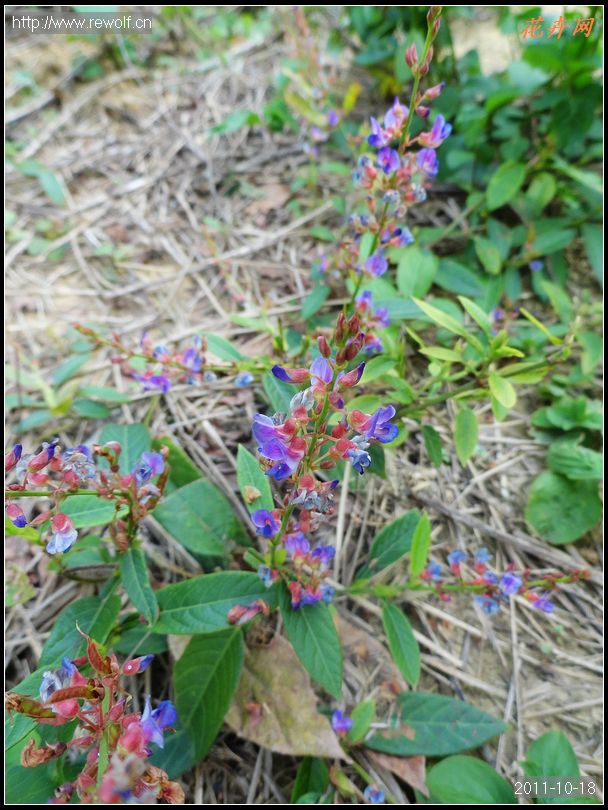 葫芦茶