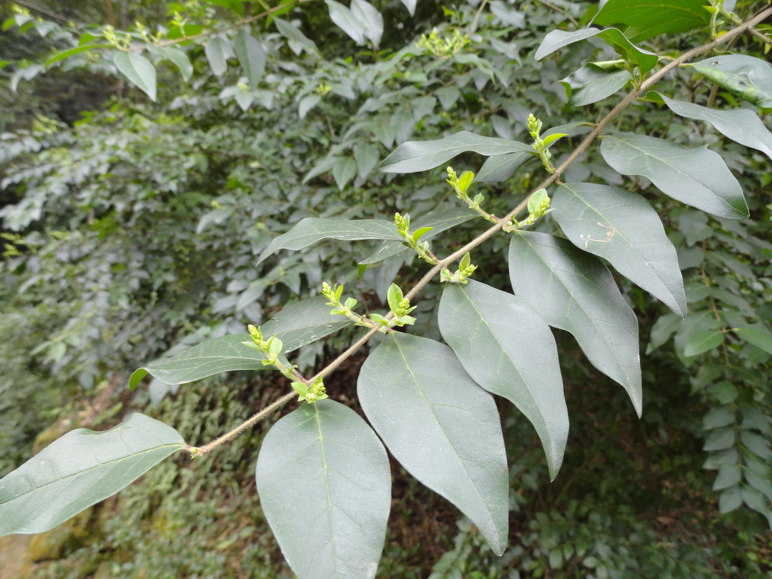 山指甲