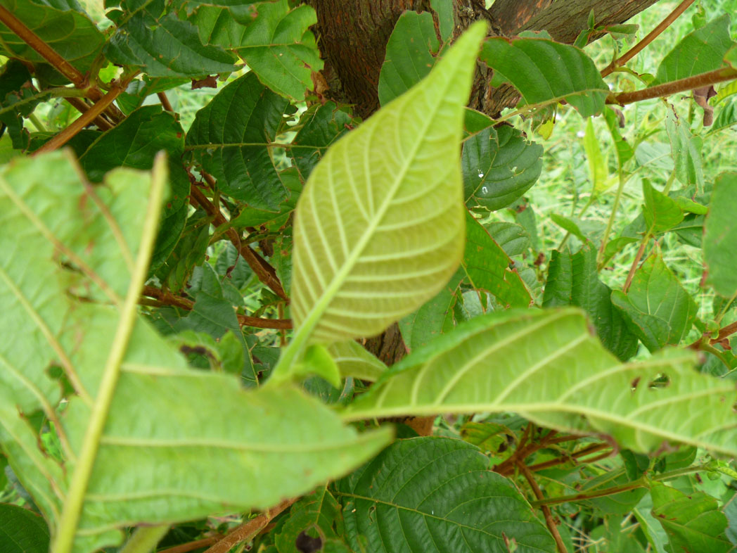 P1080080.JPG