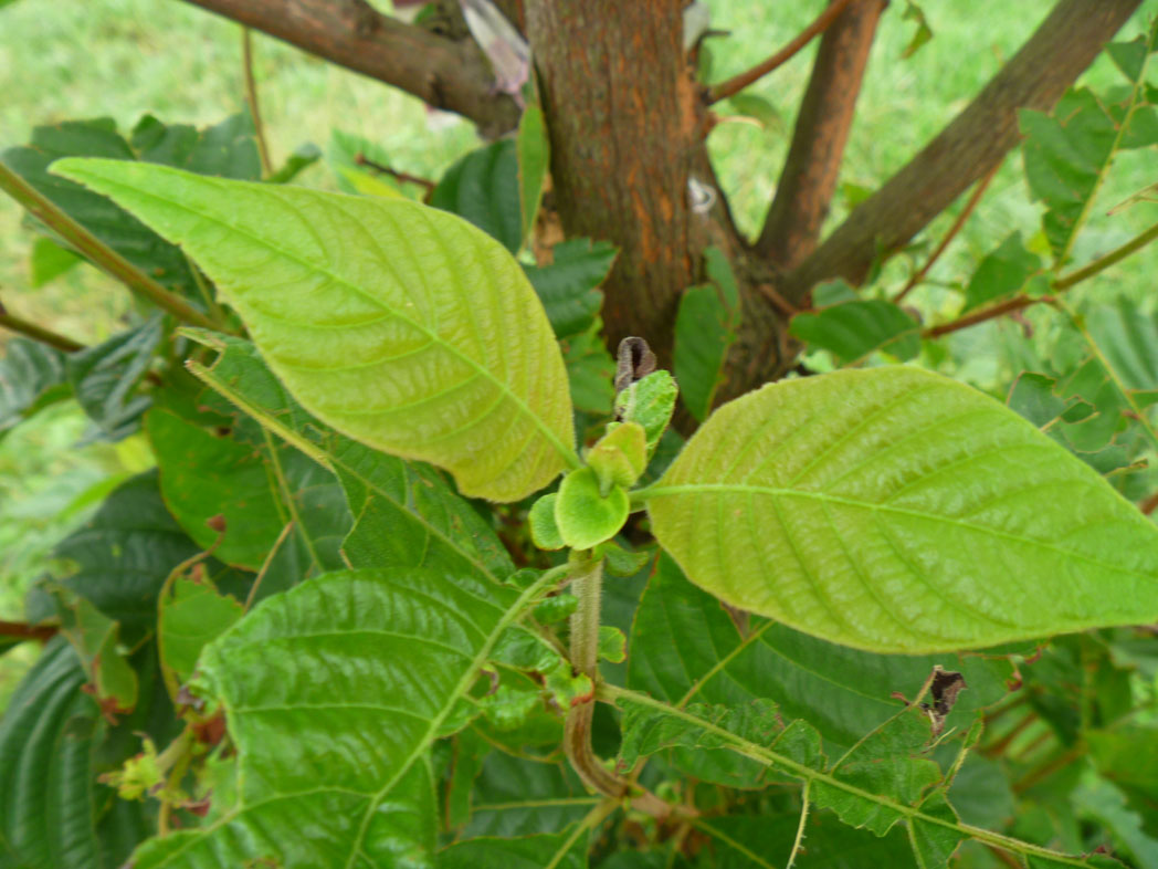 P1080081.JPG