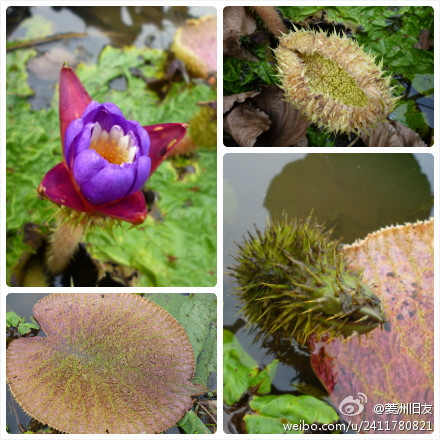 芡实