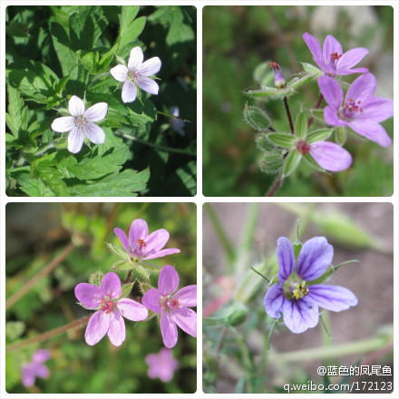 老鹳草