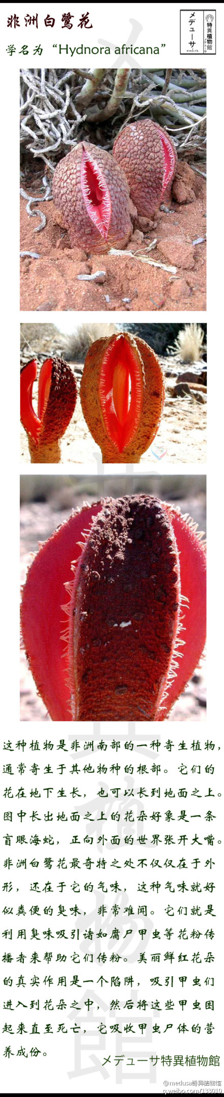 非洲白鹭花
