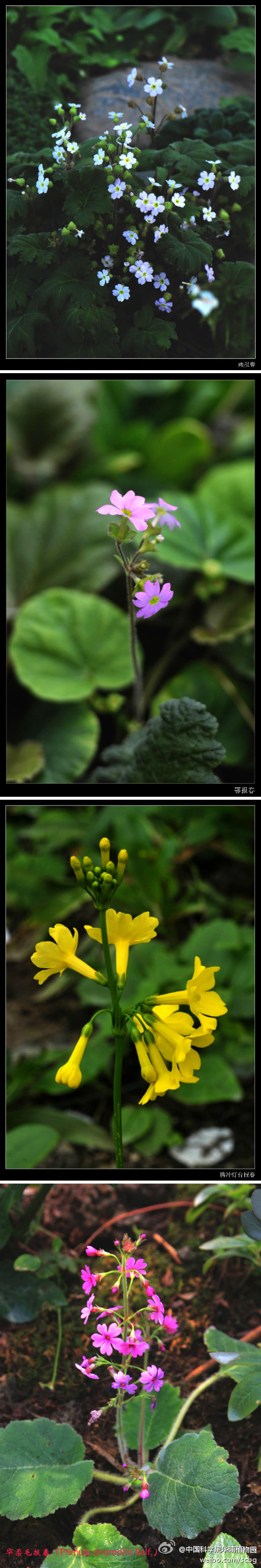 报春花