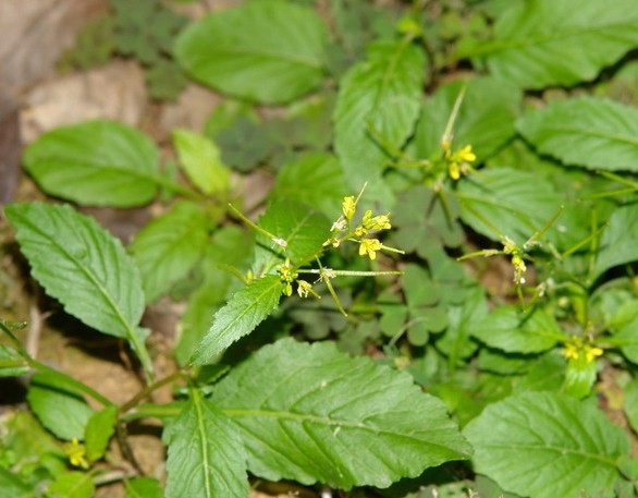 蔊菜