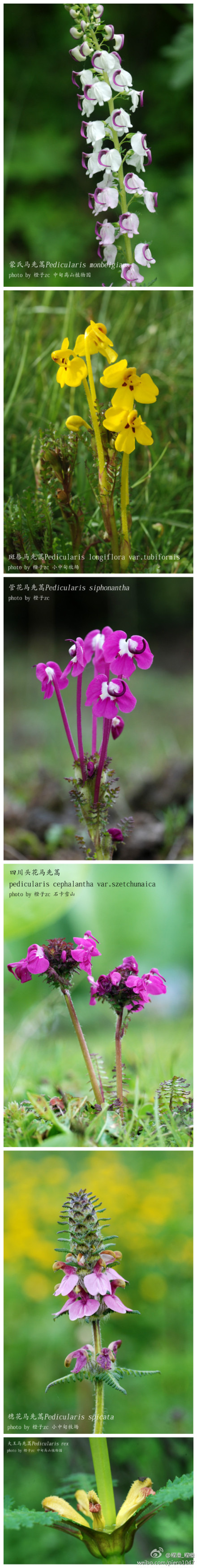马先蒿