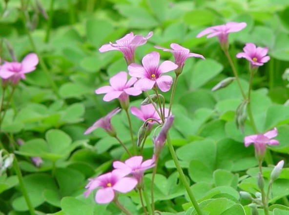 红花酢浆草