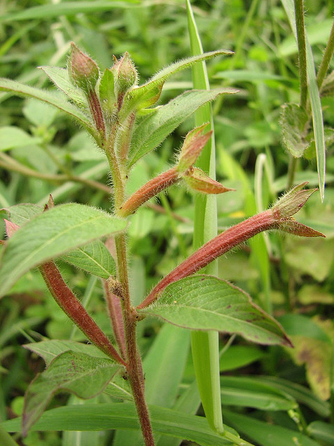 毛草龙