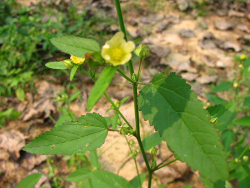 黄花地桃花（刺蒴麻）