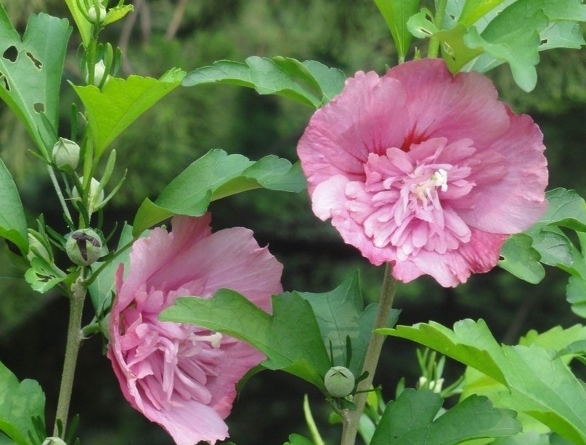 木槿