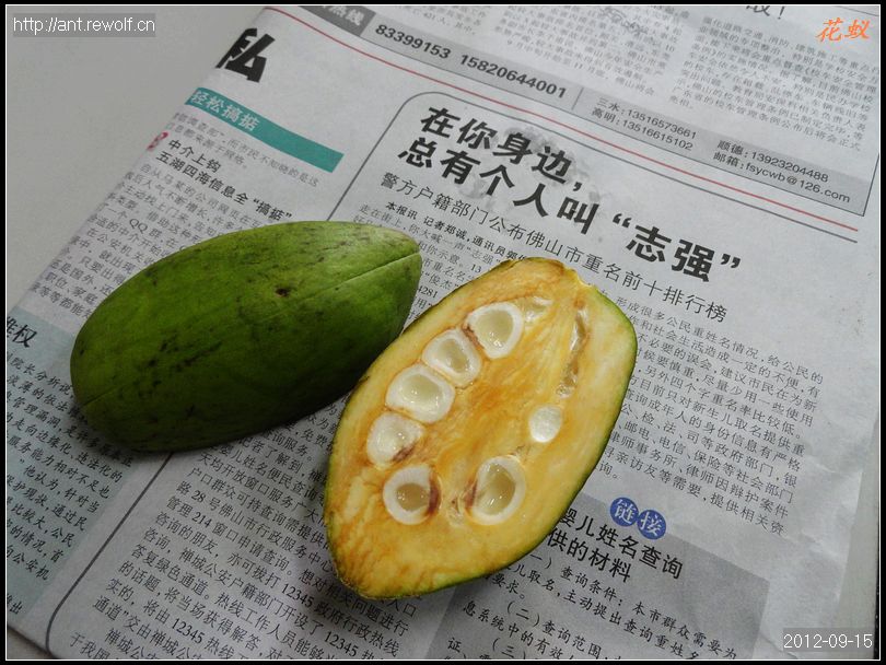 发财树的果