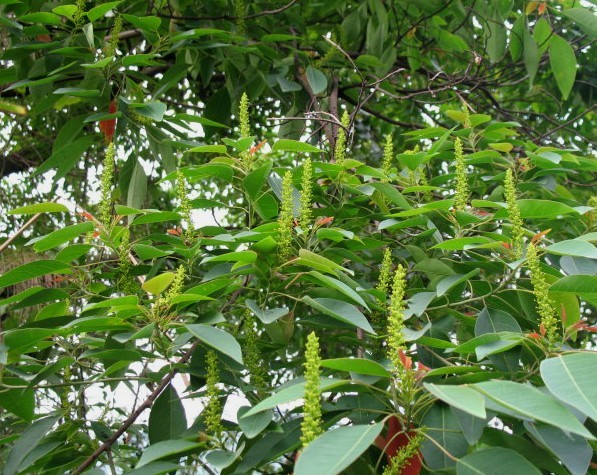 山乌桕