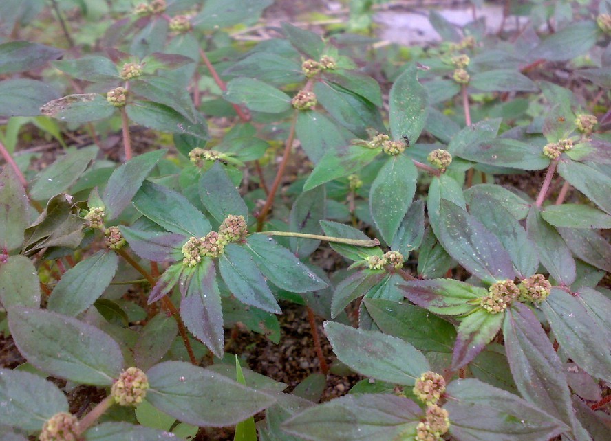 大飞扬草