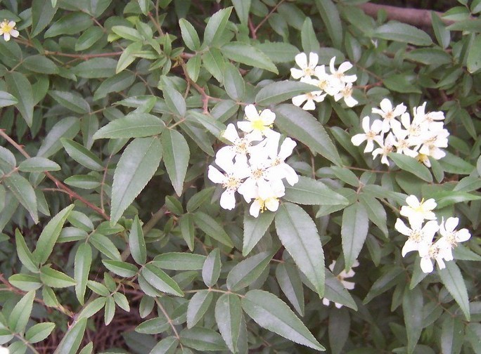 小果蔷薇