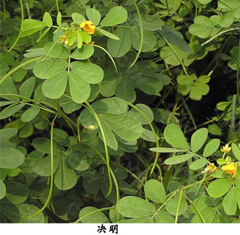 草决明