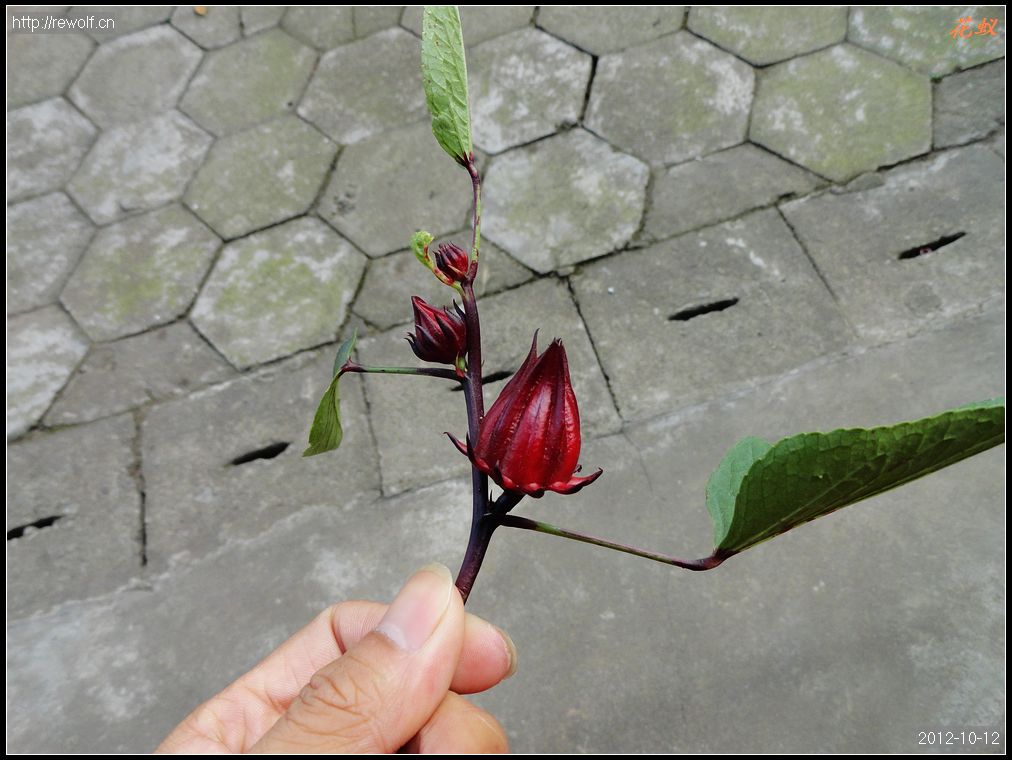 玫瑰茄