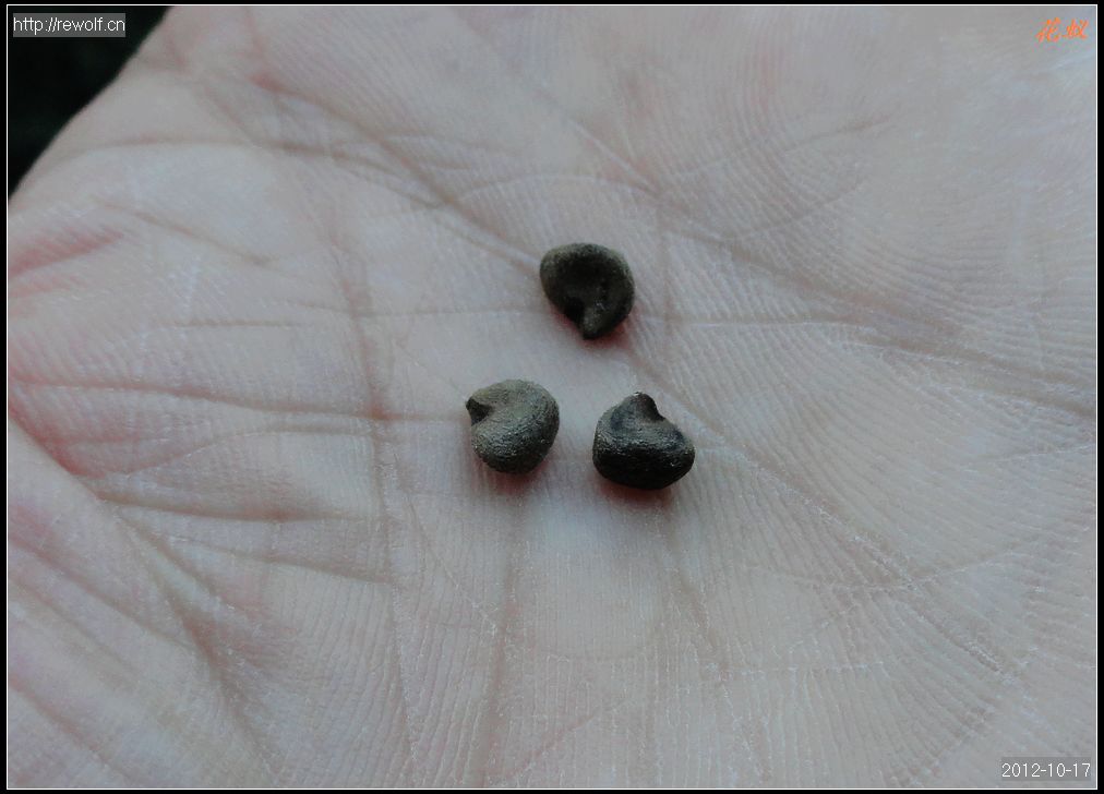 玫瑰茄 种子