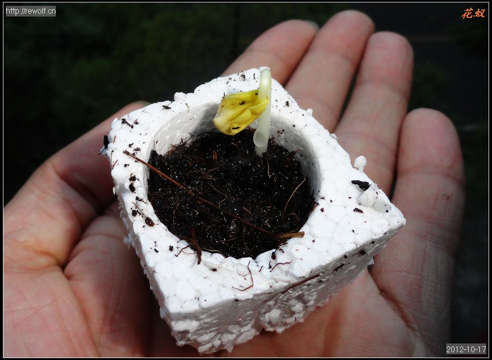 玫瑰茄 小苗