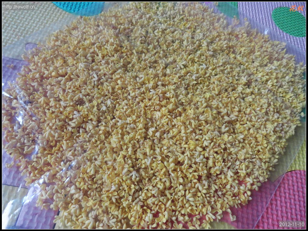 金桂