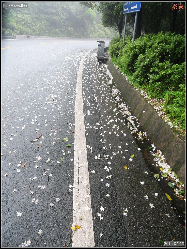 油桐花