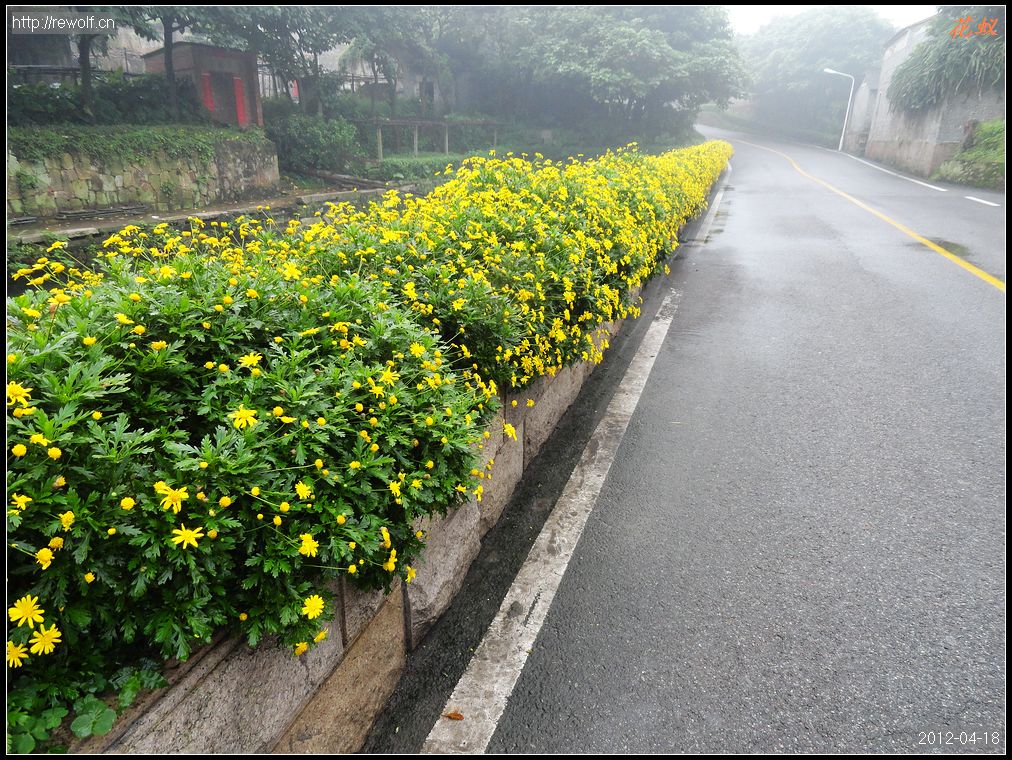 情人菊