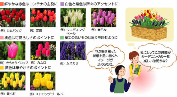 球根种植的基本方法（新手篇）