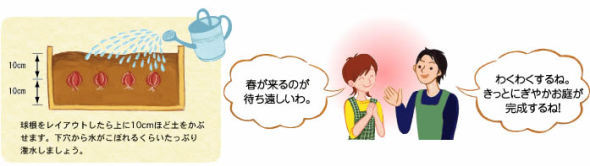 球根种植的基本方法（新手篇）