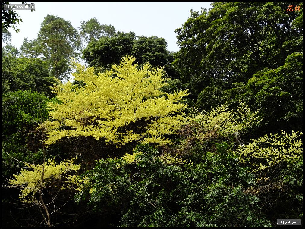 山苍子