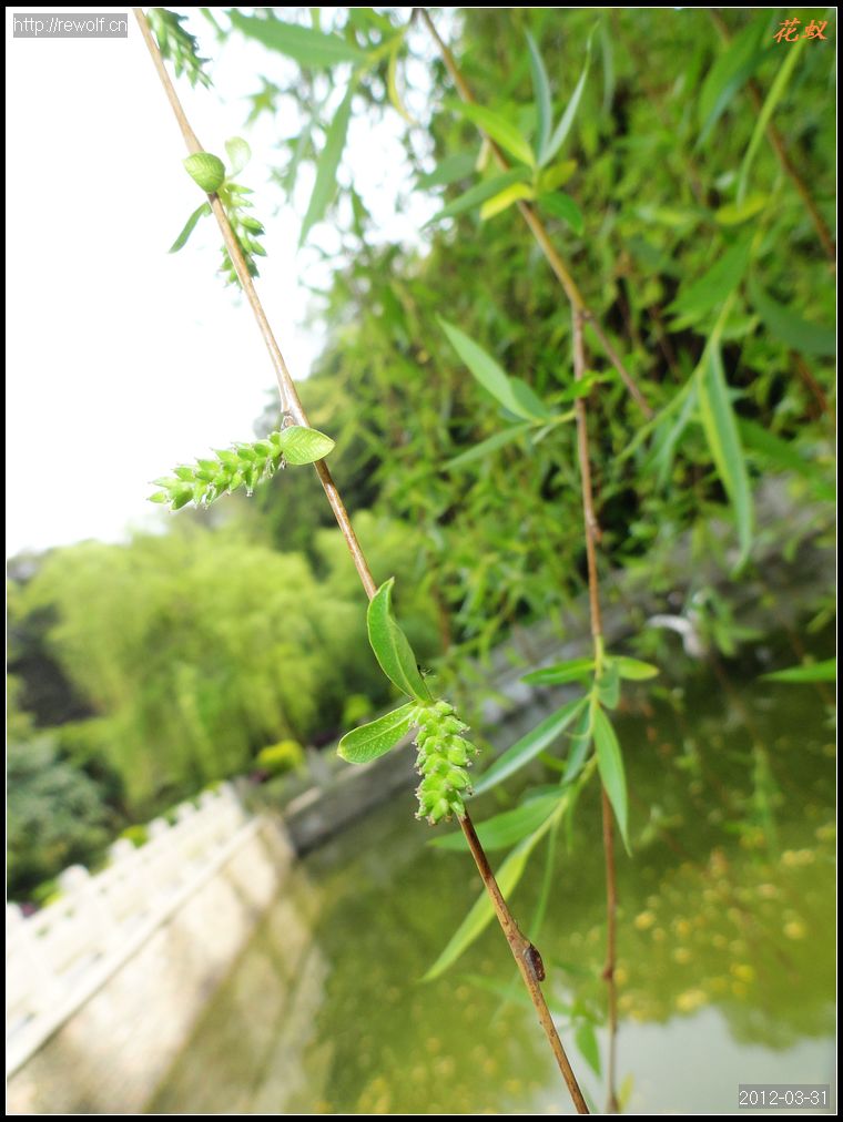 垂柳花