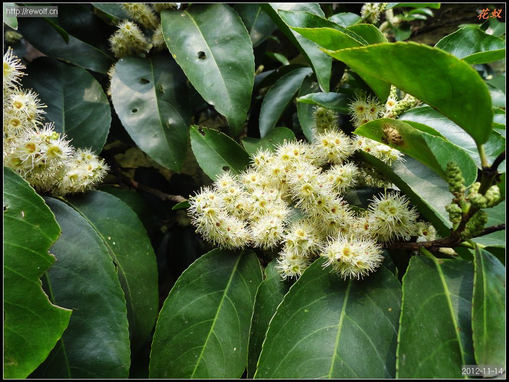 大叶桂樱 茂盛的花