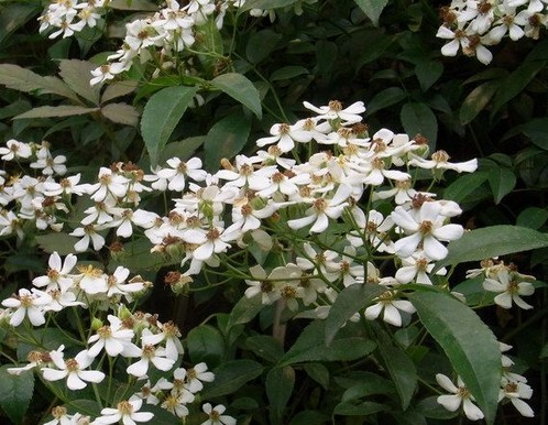 小果蔷薇