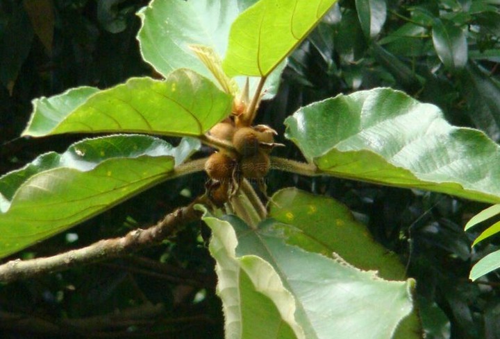 黄毛榕