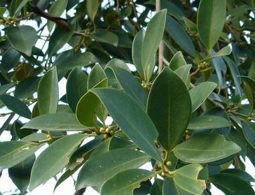 小叶榕