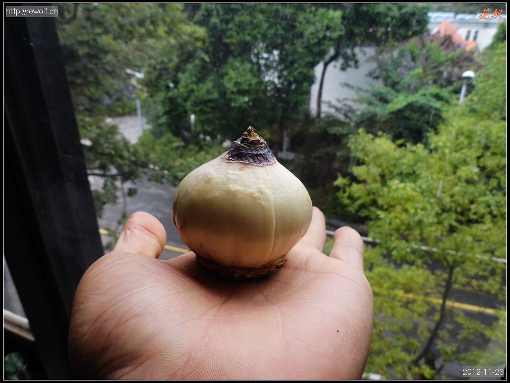 风信子脱衣后
