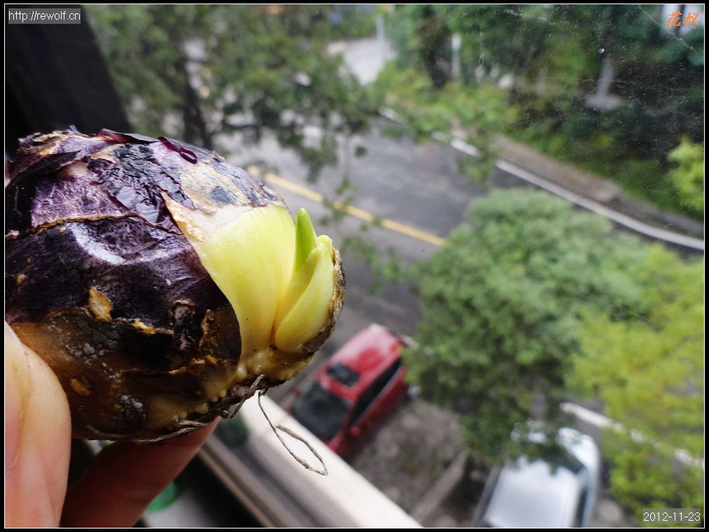 侧芽早开花（风信子）
