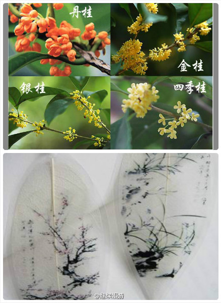 丹桂、金桂、银桂、四季桂