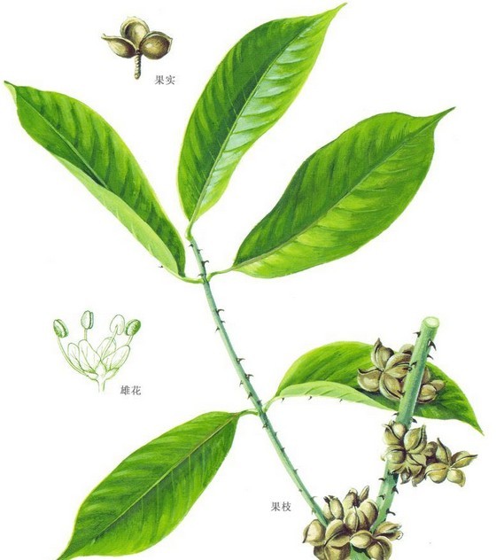 大叶花椒(蚌壳花椒)
