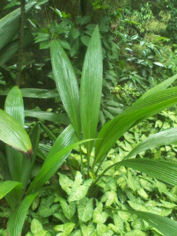 大叶仙茅