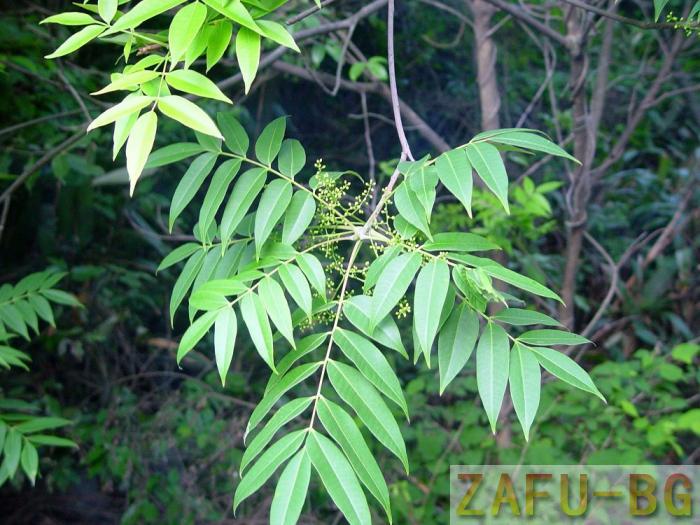 野漆树