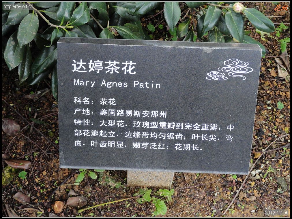 达婷茶花