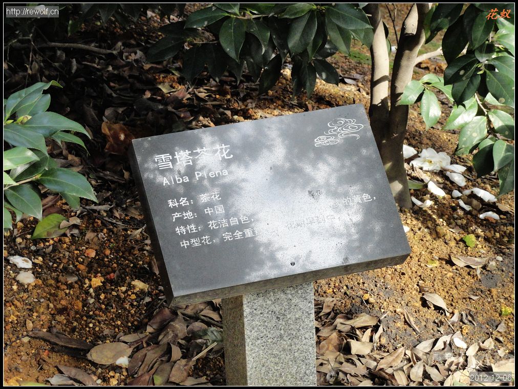 雪塔茶花