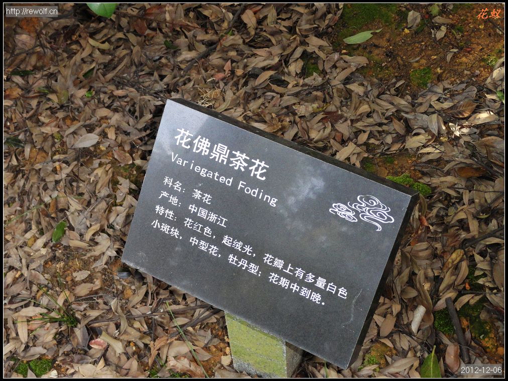 花佛鼎茶花