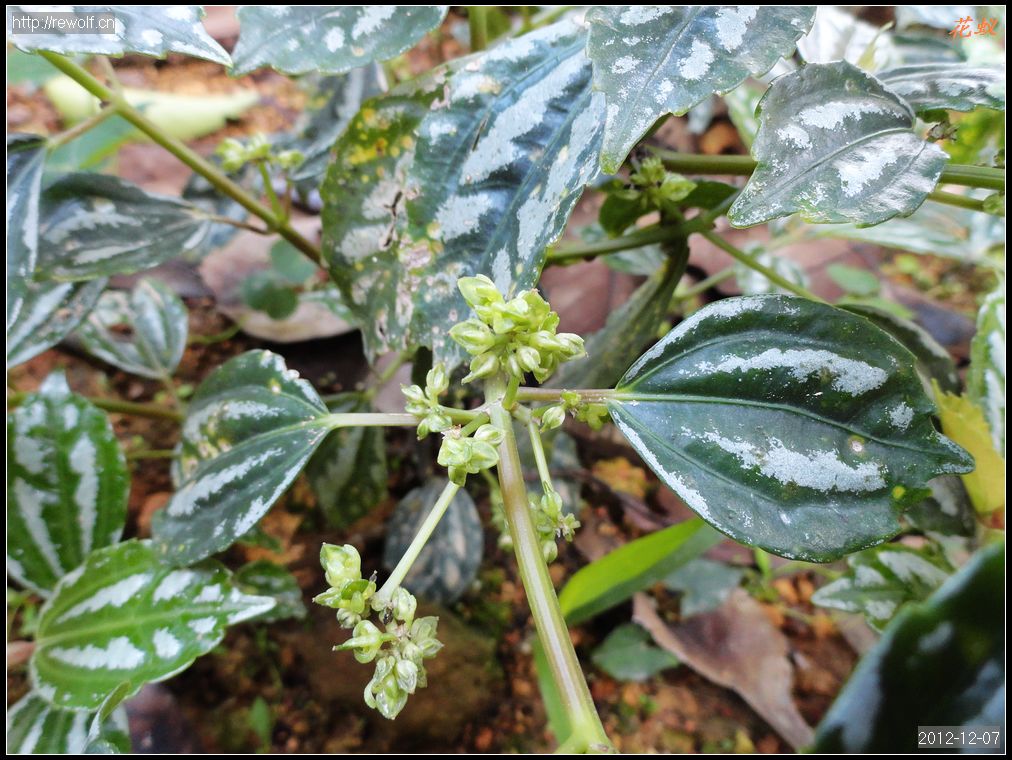 冷水花的果实