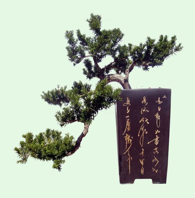 伽罗木