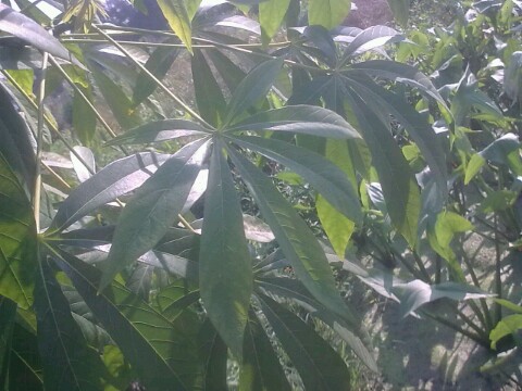 IMG20121226204825.jpg