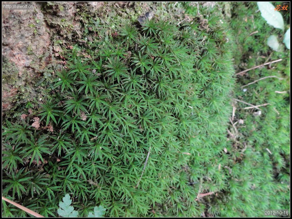苔藓