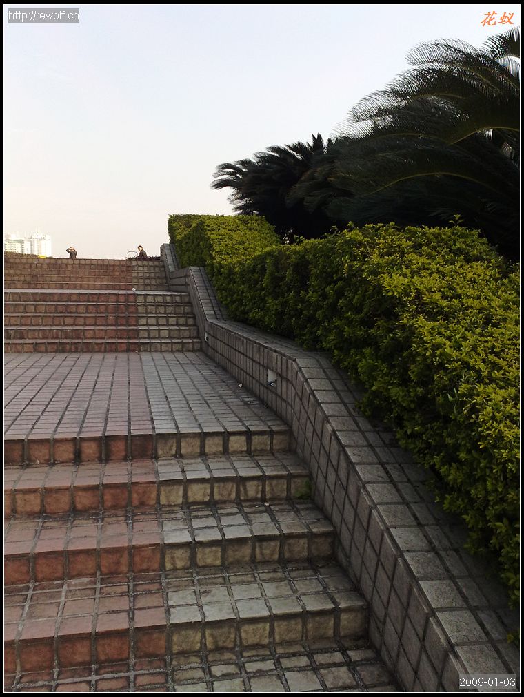 假连翘经常用做绿篱