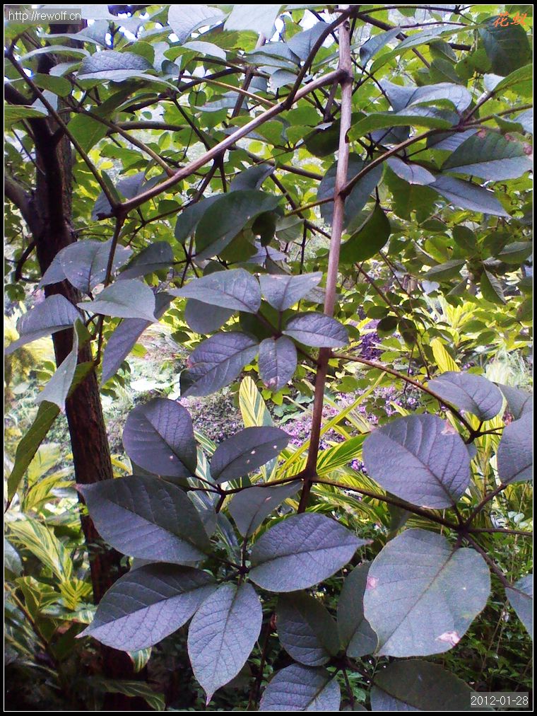 黄花风铃 复叶