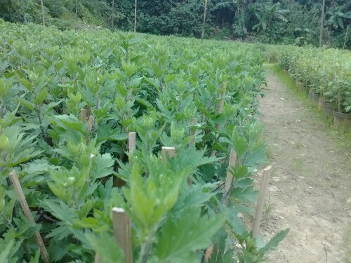 IMG20130101152814.jpg