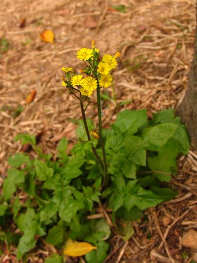 黄鹌菜